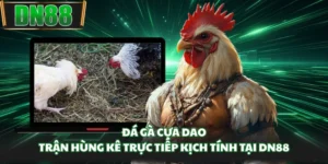 Đá Gà Cựa Dao - Trận Hùng Kê Trực Tiếp Kịch Tính Tại DN88