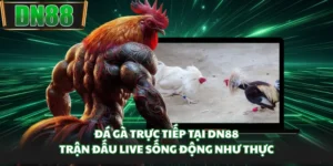 Đá Gà Trực Tiếp Tại DN88 - Trận Đấu Live Sống Động Như Thực