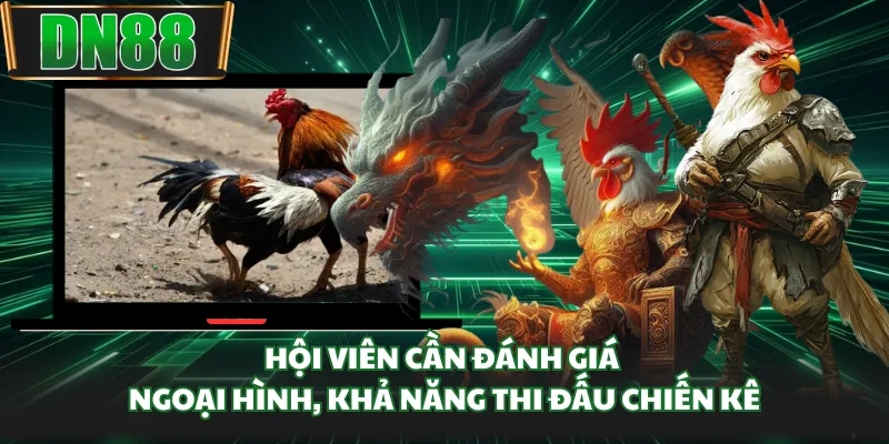 Hội viên cần đánh giá ngoại hình, khả năng thi đấu chiến kê