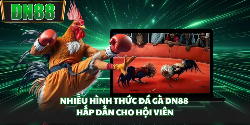 Nhiều hình thức đá gà DN88 hấp dẫn cho hội viên