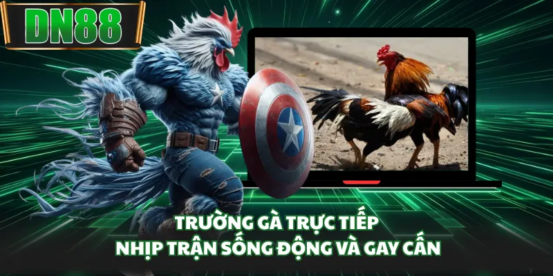 Trường gà trực tiếp, nhịp trận sống động và gay cấn